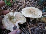 Lactarius deliciosus image