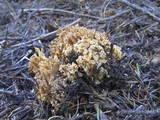 Ramaria rubrievanescens image