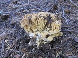 Ramaria rubrievanescens image