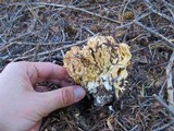 Ramaria rubrievanescens image