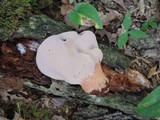 Fistulina hepatica image