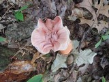 Fistulina hepatica image