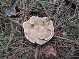 Onnia tomentosa image