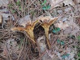 Onnia tomentosa image