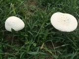 Amanita thiersii image
