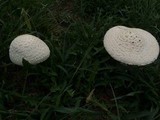 Amanita thiersii image