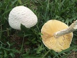 Amanita thiersii image