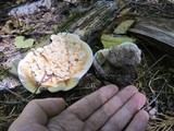 Hydnellum aurantiacum image
