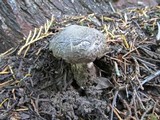 Tricholoma pardinum image