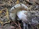 Tricholoma pardinum image