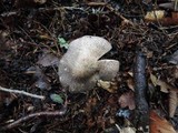 Tricholoma pardinum image