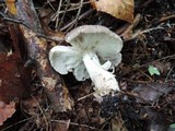 Tricholoma pardinum image