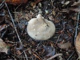 Tricholoma pardinum image