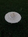 Amanita thiersii image