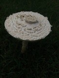 Amanita thiersii image