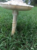 Amanita thiersii image