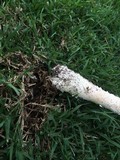 Amanita thiersii image