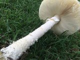 Amanita thiersii image