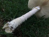 Amanita thiersii image