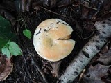Lactarius pubescens var. betulae image