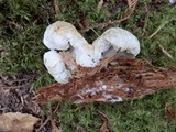 Lactarius deceptivus image
