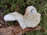 Lactarius deceptivus image