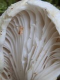 Lactarius deceptivus image