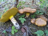 Suillus lakei image