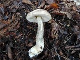 Leccinum snellii image