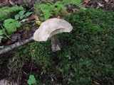 Leccinum snellii image