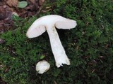 Leccinum snellii image