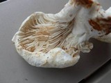 Lactarius deceptivus image