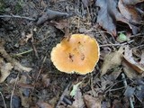 Cortinarius triumphans image