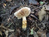 Cortinarius triumphans image