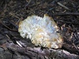 Hericium abietis image