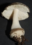 Amanita nehuta image