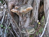 Phellinus igniarius image