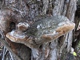 Phellinus igniarius image