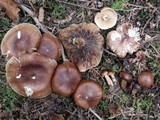Tricholoma transmutans image