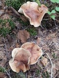 Tricholoma transmutans image