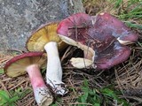 Russula xerampelina image