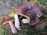 Russula xerampelina image
