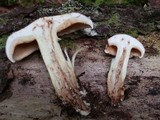 Tricholoma transmutans image