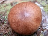 Tricholoma transmutans image