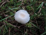 Cuphophyllus virgineus image