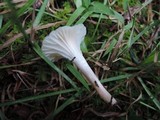 Cuphophyllus virgineus image