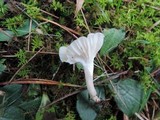 Cuphophyllus virgineus image