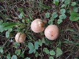 Suillus weaverae image