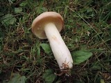Suillus weaverae image