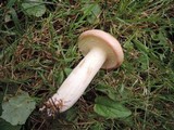 Suillus weaverae image